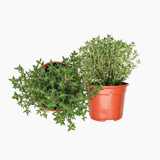 Maceta Tomillo Verde 10,5 Cm - Plantabo_0