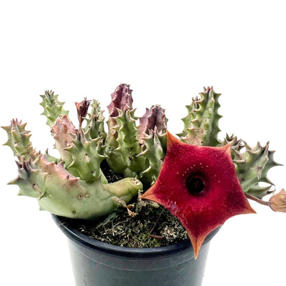 Huernia ‘pink Eye’; Planta Suculenta Con Floración Llamativa, Flor Color Vino Tinto; Diámetro Maceta 9 Cm_0