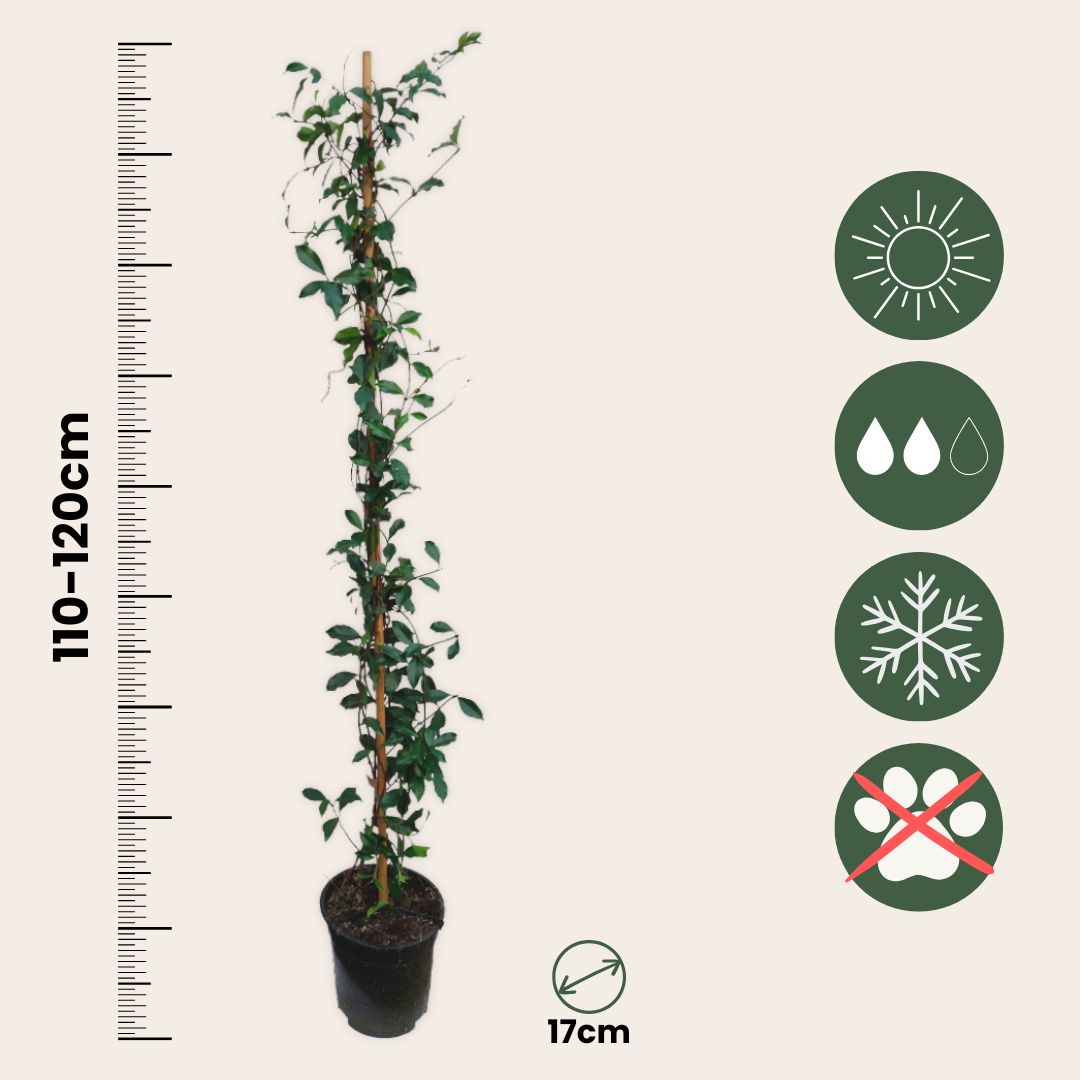 Jazmín Estrellado - 2 Pzs - Trachelospermum Jasminoides - A110-120cm - ⌀17cm_2