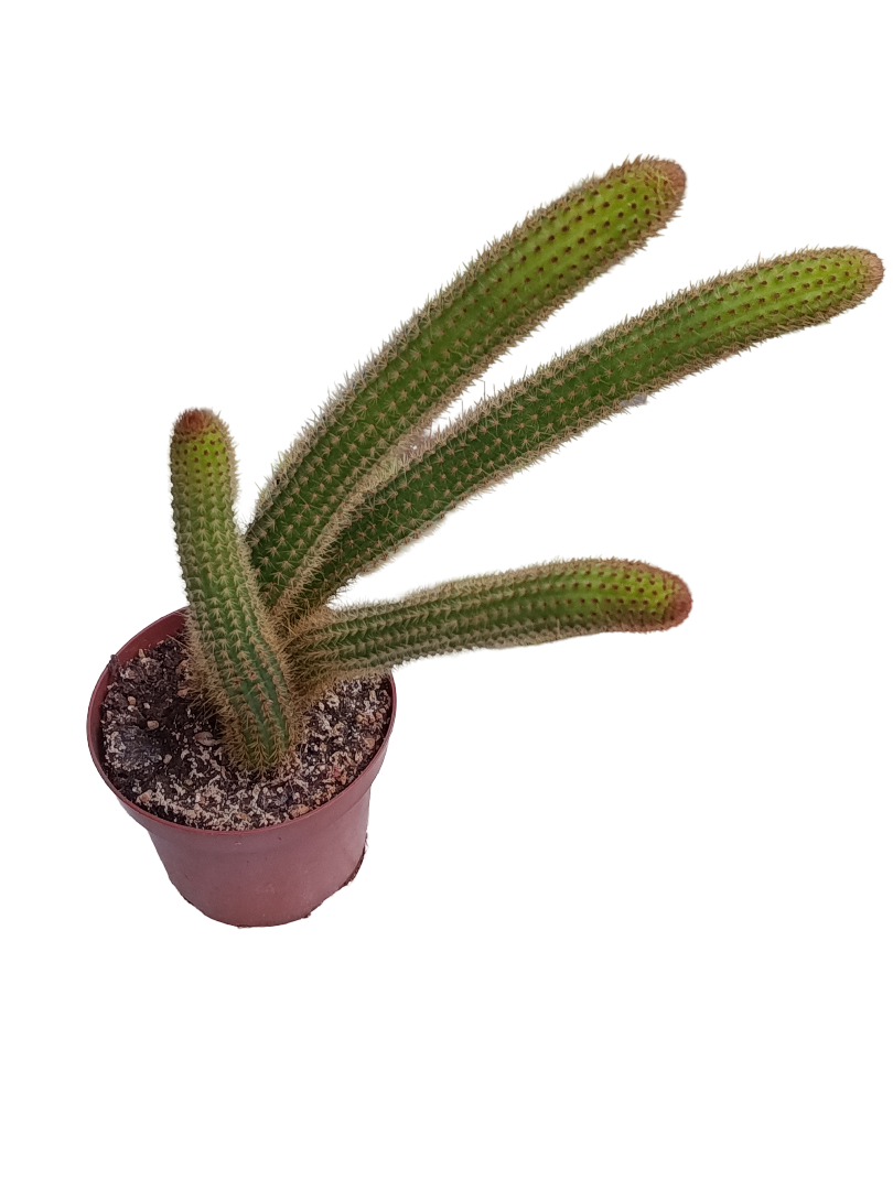 Cactus Colgante Cola De Mono Amarillo Ø12_0