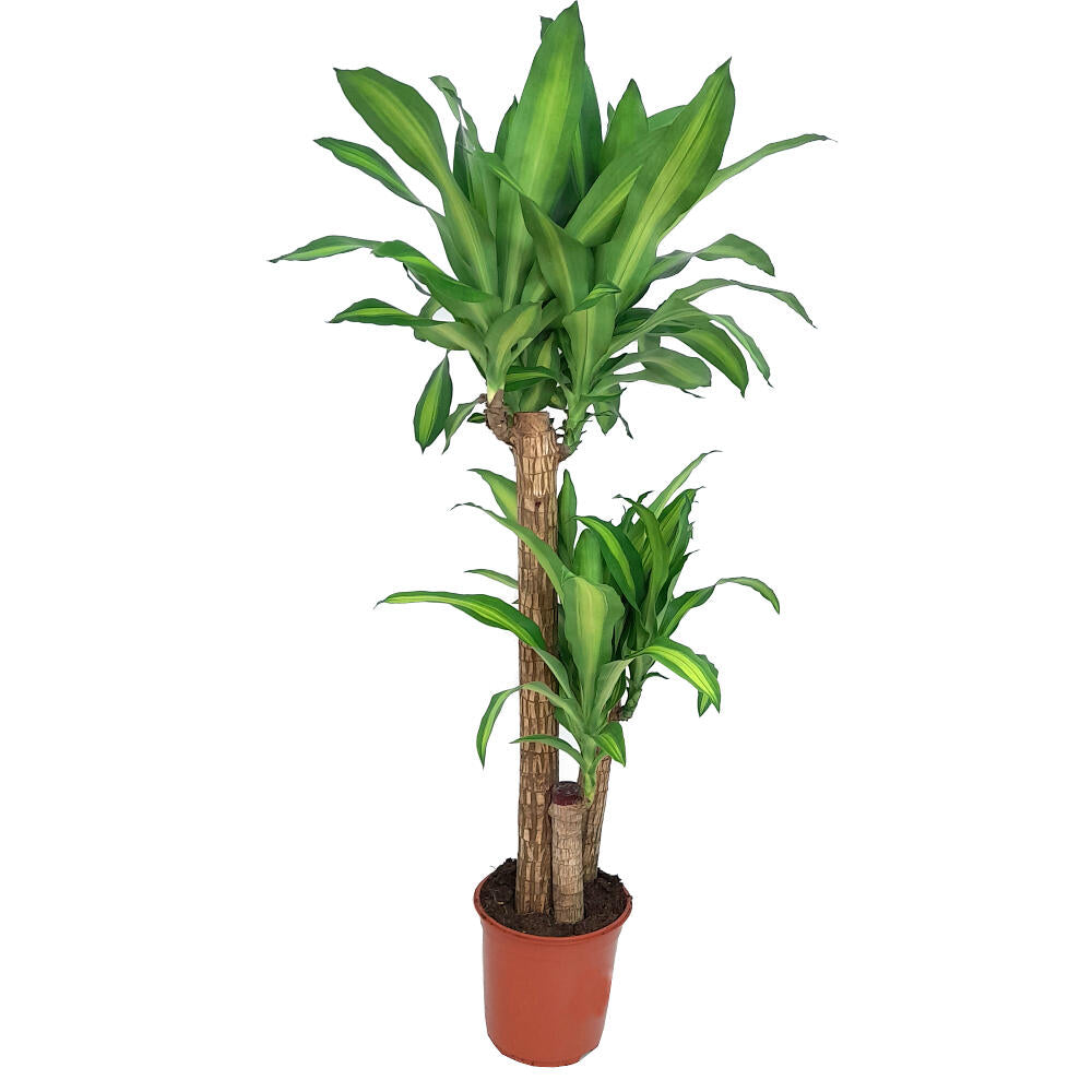 Dracena Masageana 90-45-20 M24 120cm (tronco De Brasil)_0