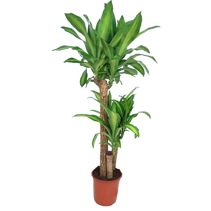 Dracena Masageana 90-45-20 M24 120cm (tronco De Brasil)_0