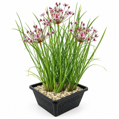 Junco Floreciente Butomus Umbellatus Estanque - Set 4 Plantas Con Cesta Sustrato_0