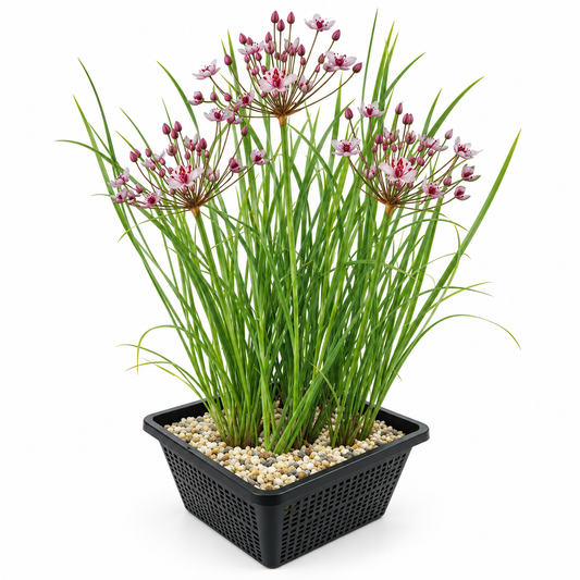 Junco Floreciente Butomus Umbellatus Estanque - Set 4 Plantas Con Cesta Sustrato_0