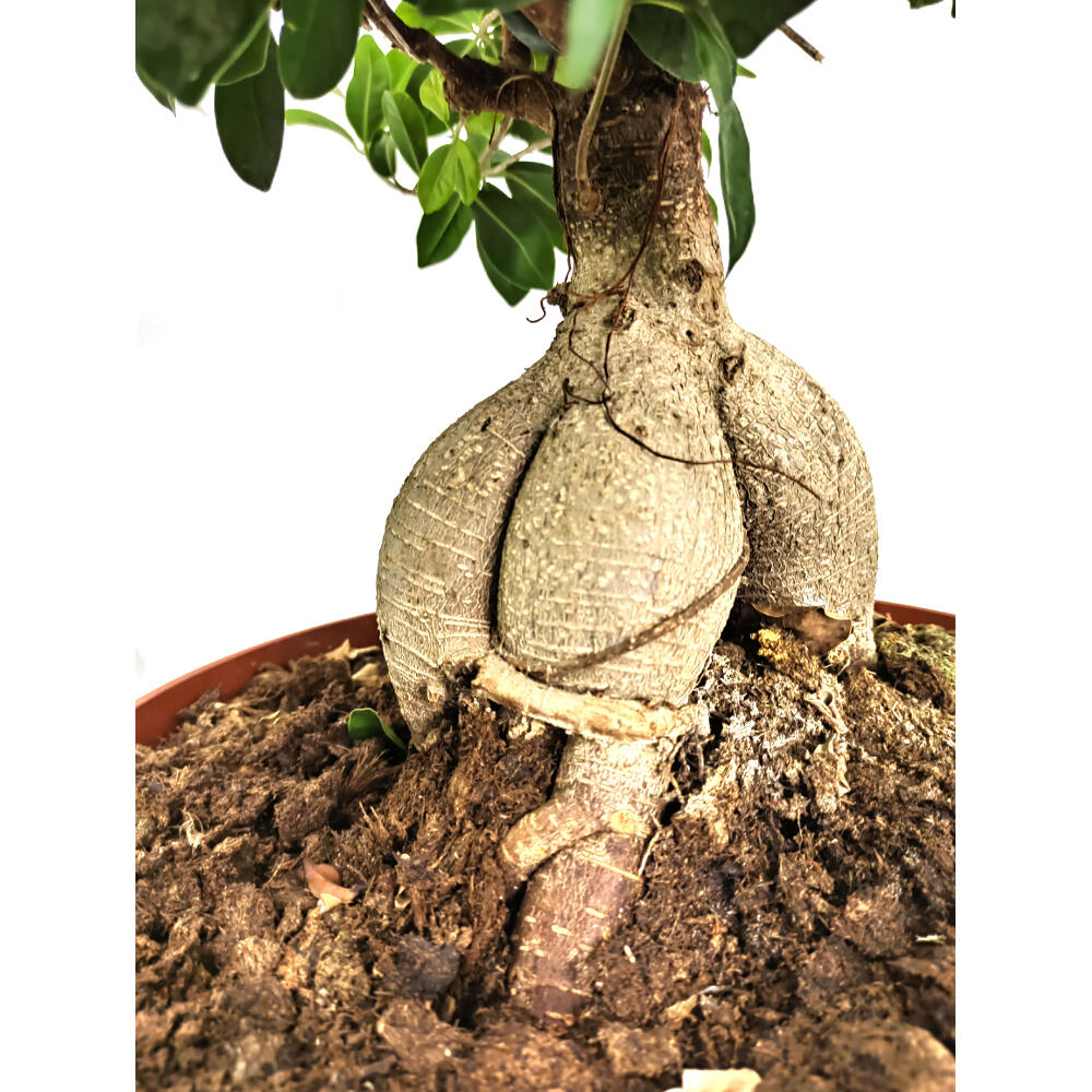 Bonsai Ficus Ginseng T35