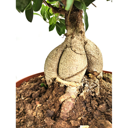 Bonsai Ficus Ginseng T35
