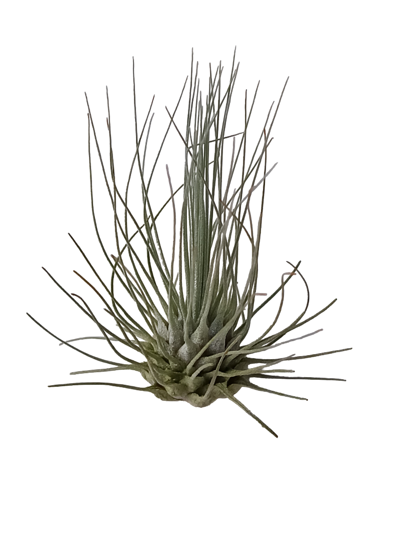 Tillandsia Fuchsii Clavel Del Aire Tillandsias