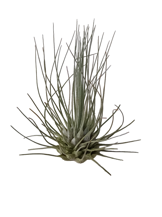 Tillandsia Fuchsii Clavel Del Aire Tillandsias