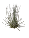 Tillandsia Fuchsii Clavel Del Aire Tillandsias