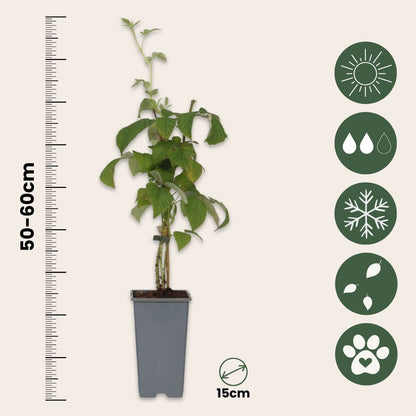 Frambuesa - 4 Pzs - Rubus Idaeus 'malling Promise' - Altura 50-60cm - ⌀15cm_2