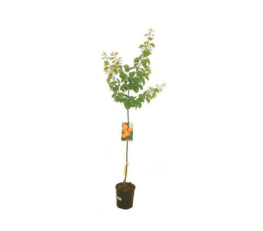 Árbol Frutal Albaricoquero Bulida M22 120-150 Cm Para Exterior_0