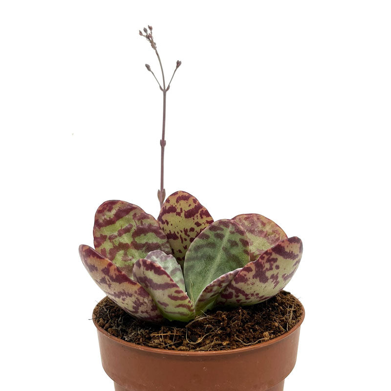 Kalanchoe Humilis Cactus Y Suculentas