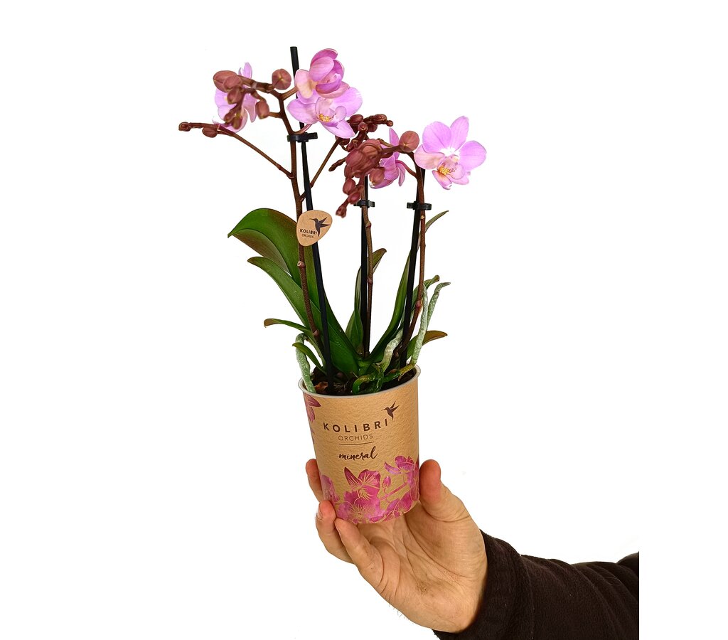 Phalaenopsis Multiflora M9 35cm