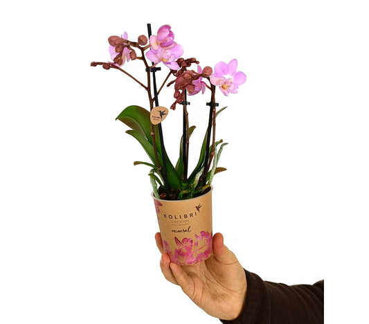 Phalaenopsis Multiflora M9 35cm