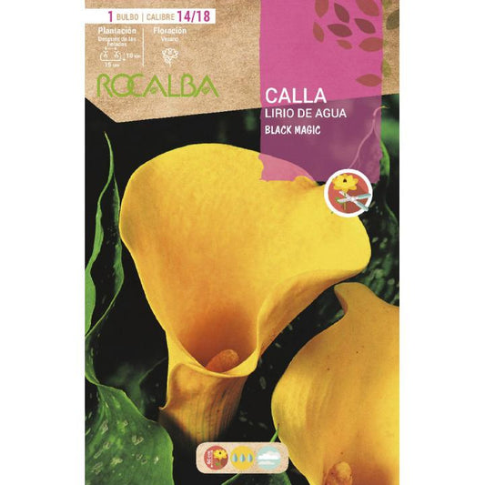 Bulbo Calla Lirio de agua Black Magic Amarillo 1 unidad (14/18)