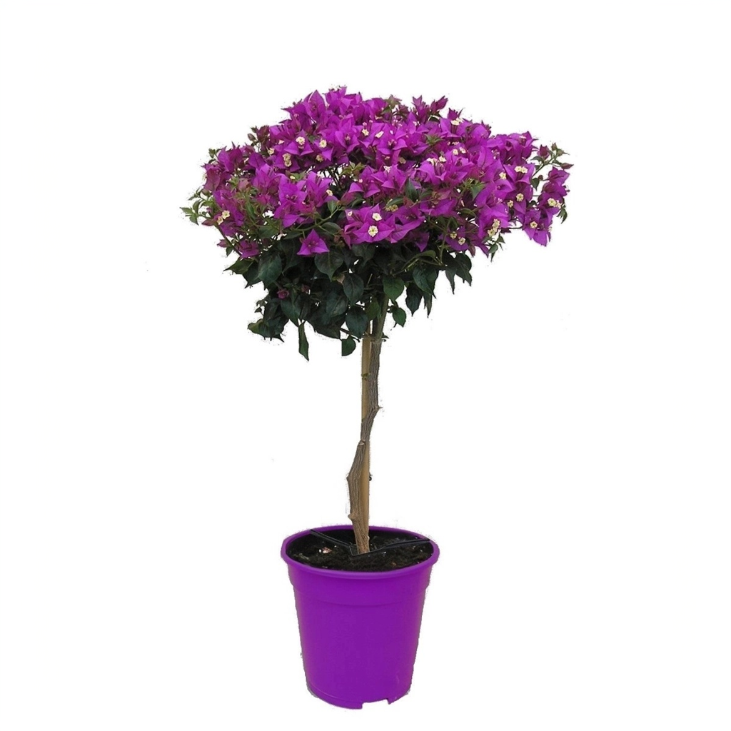 Buganvilla - Bougainvillea 'alexandra' - Altura 50-60cm - ⌀17cm_0