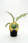 Plantón Alcachofa En Maceta 10,5 Cm. Natural - Fitoralia