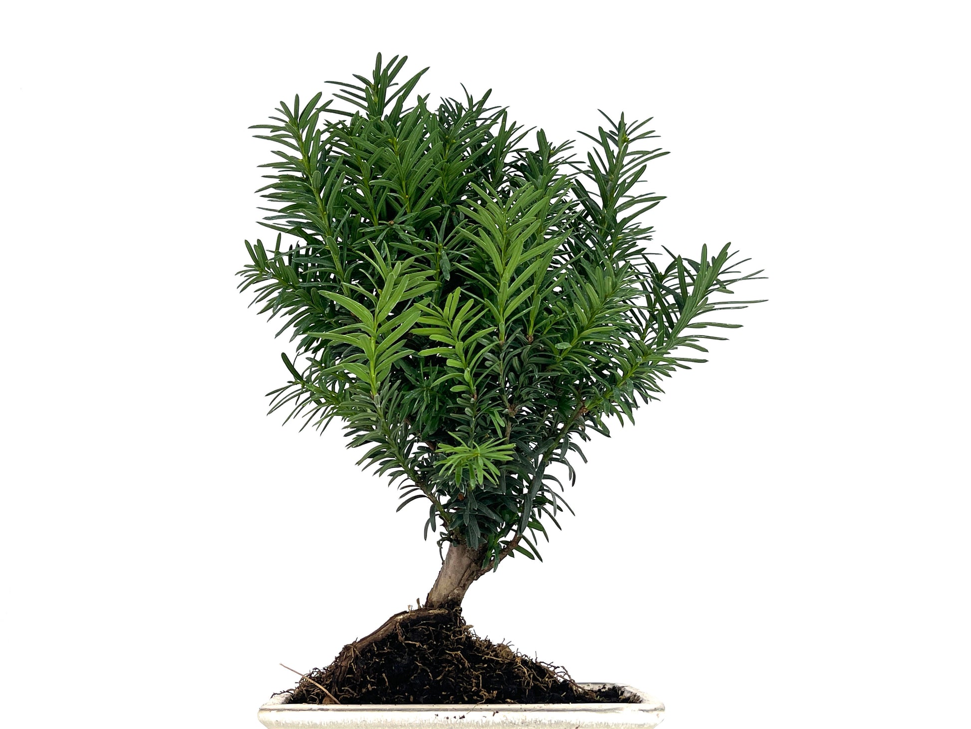 Bonsái Taxus Media - Tejo 8 Años