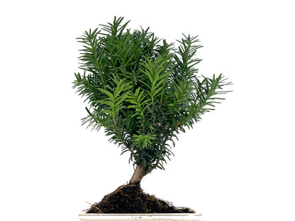 Bonsái Taxus Media - Tejo 8 Años
