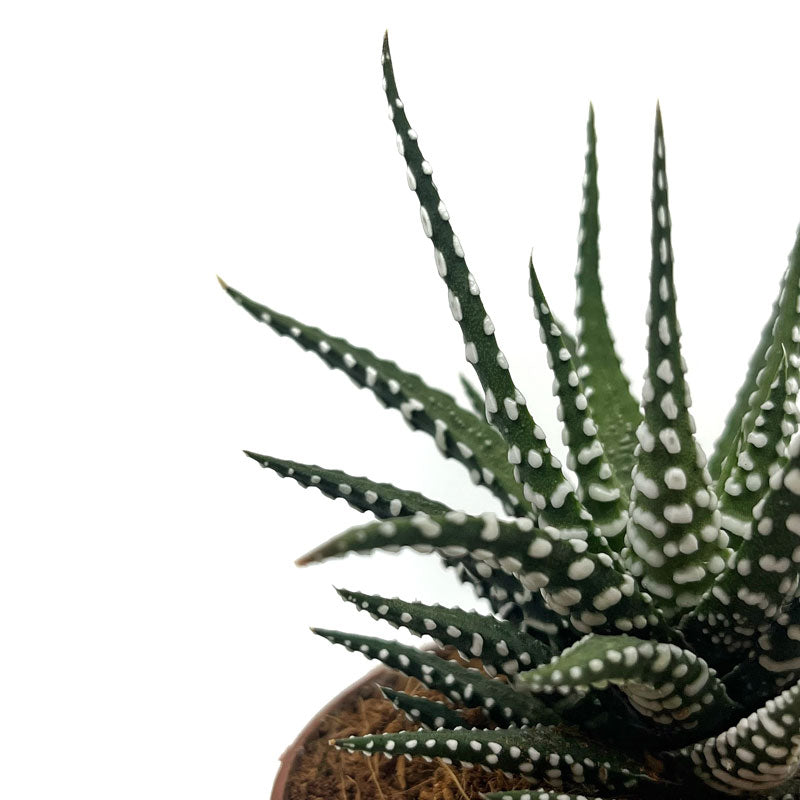 Haworthiopsis Attenuata Cactus Y Suculentas M8,5 Ø