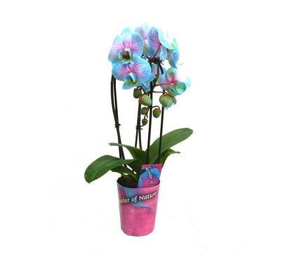 Phalaenopsis Wonder Cascada 2t M9