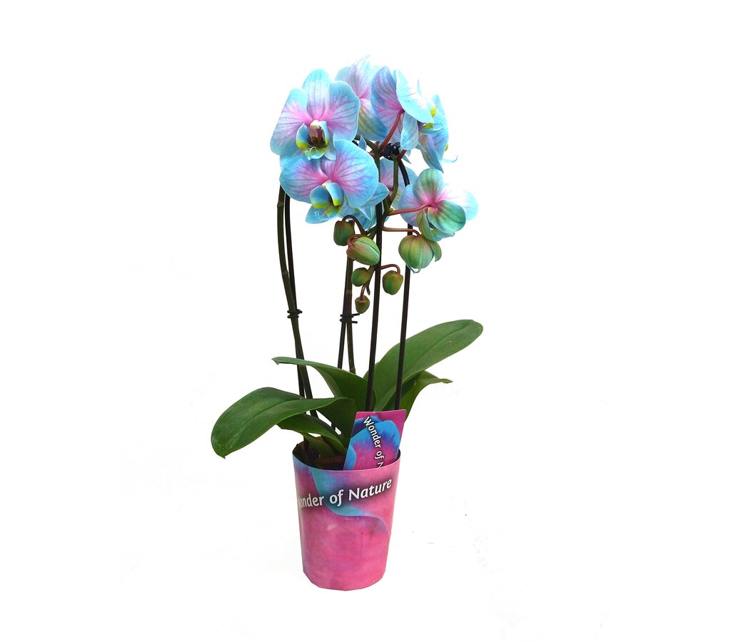 Phalaenopsis Wonder Cascada 2t M9_0