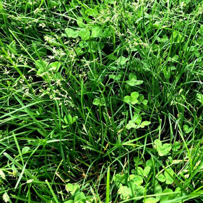 Semillas Para Césped Especializadas Por Uso Y Zona Saco 5 Kg (150 M2) / Regenerator_3