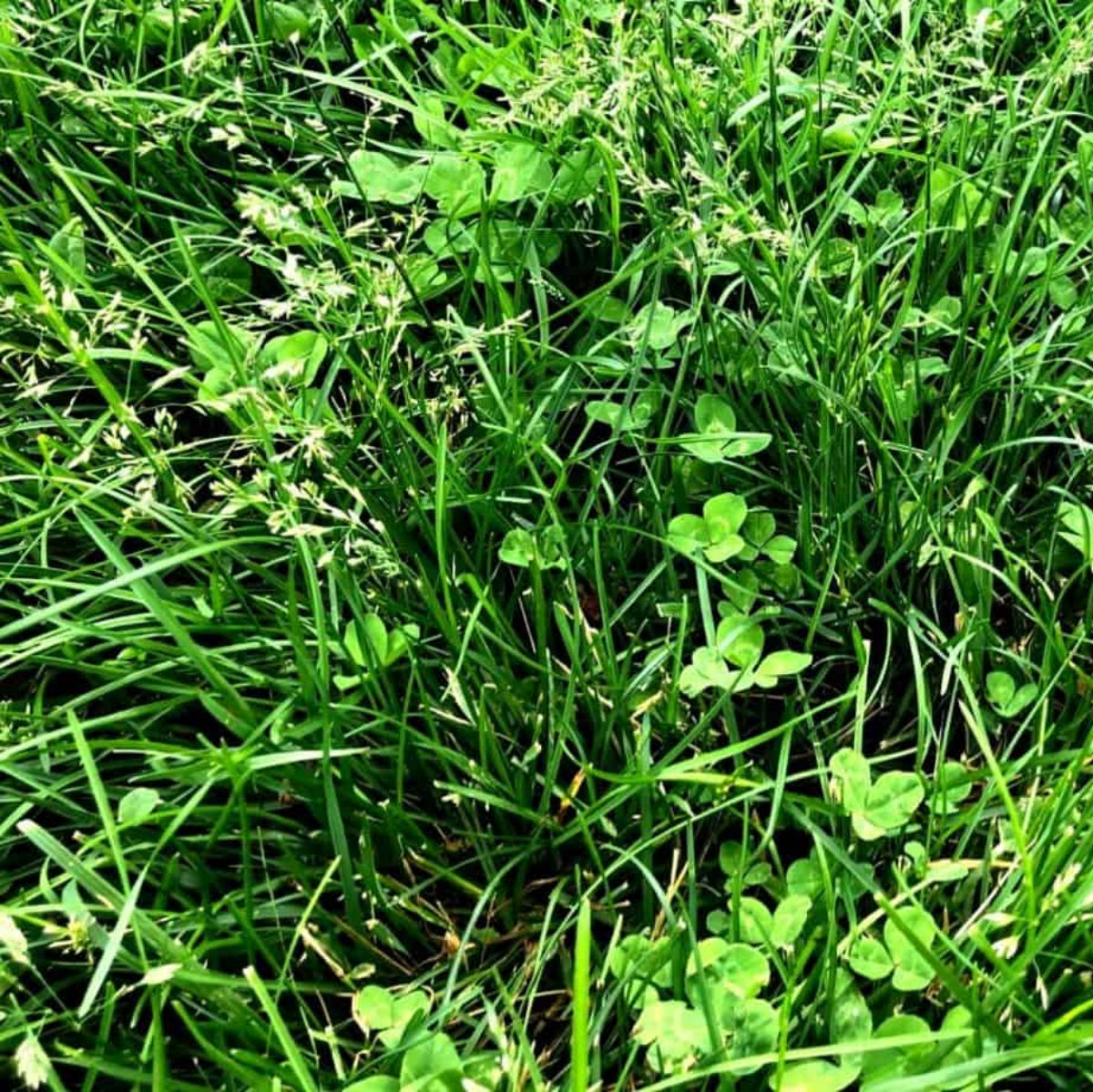 Semillas Para Césped Especializadas Por Uso Y Zona Saco 5 Kg (150 M2) / Profesional Highland_3