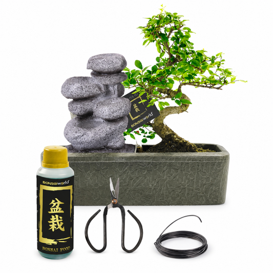 Bonsái Forma S - Cascada Zen - Incl. Tijeras Y Alimento_0