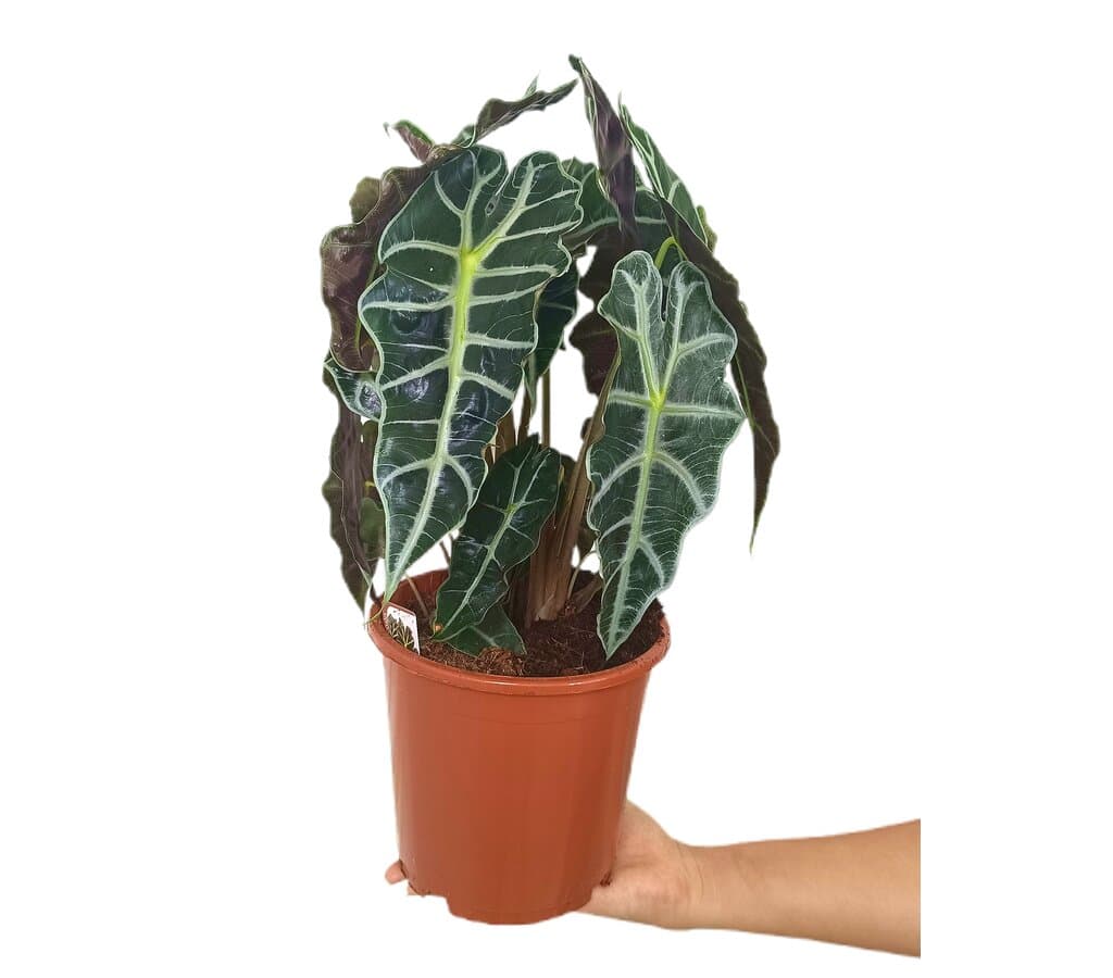 Alocasia Polly M18_0