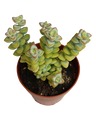 Crassula Rupestris High Voltage Planta Suculenta Colgante Ø8
