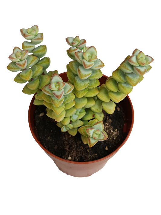 Crassula Rupestris High Voltage Planta Suculenta Colgante Ø8