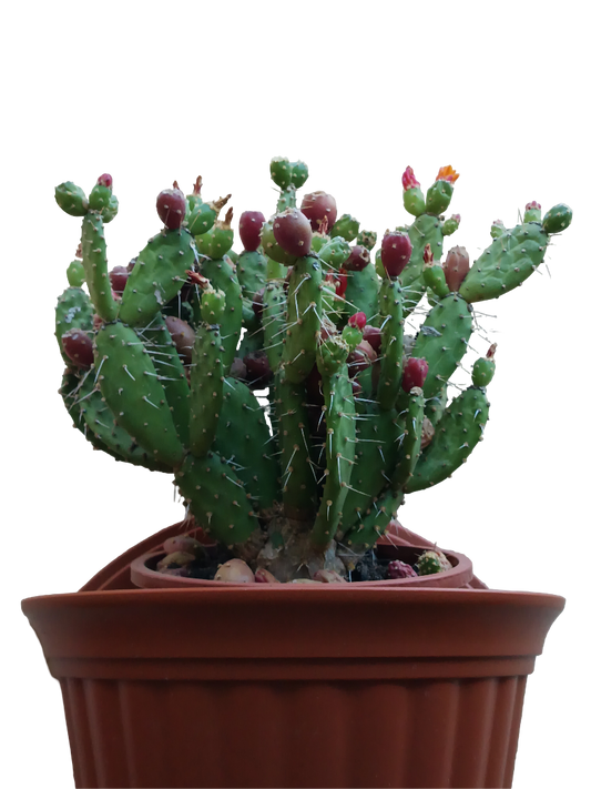 Opuntia Quitensis Ø17 Cactus Planta De Poco Riego_0