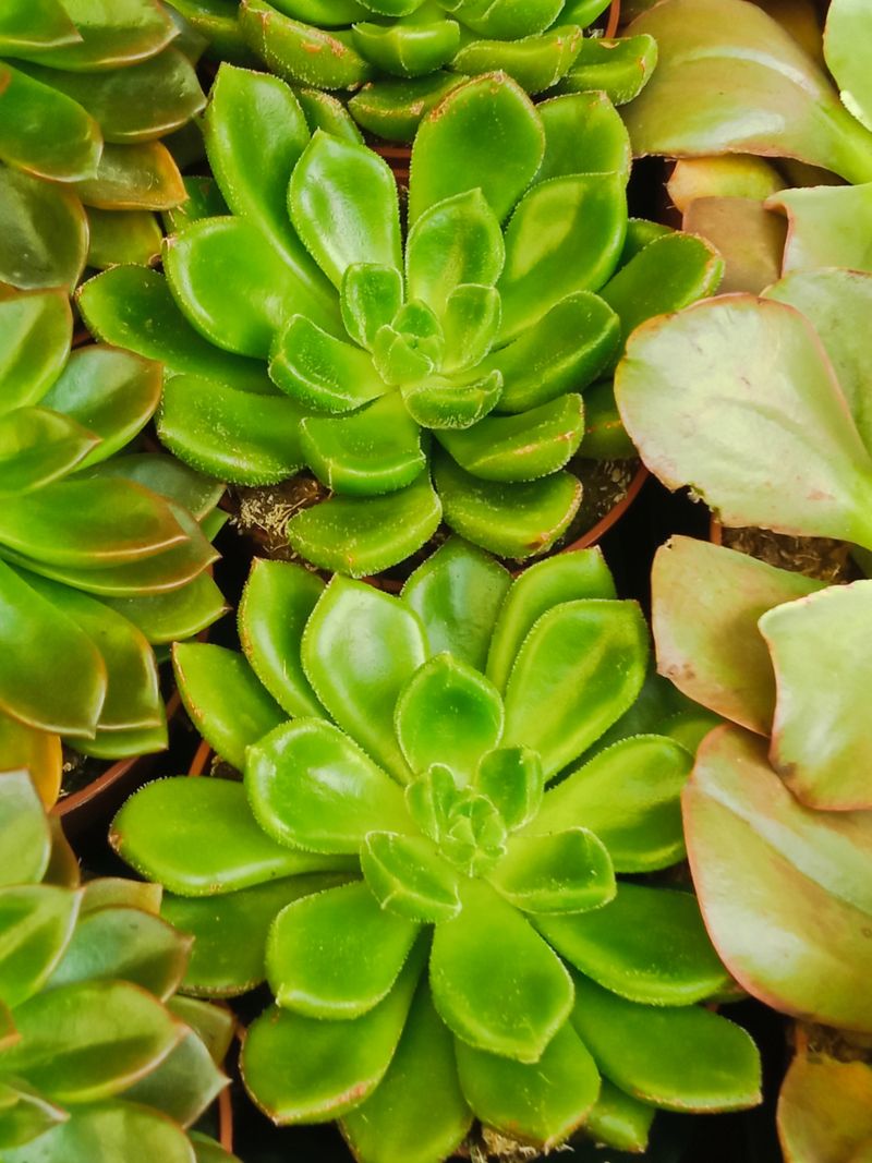 Echeveria Chubs Planta Suculenta Ø8 Cm_0