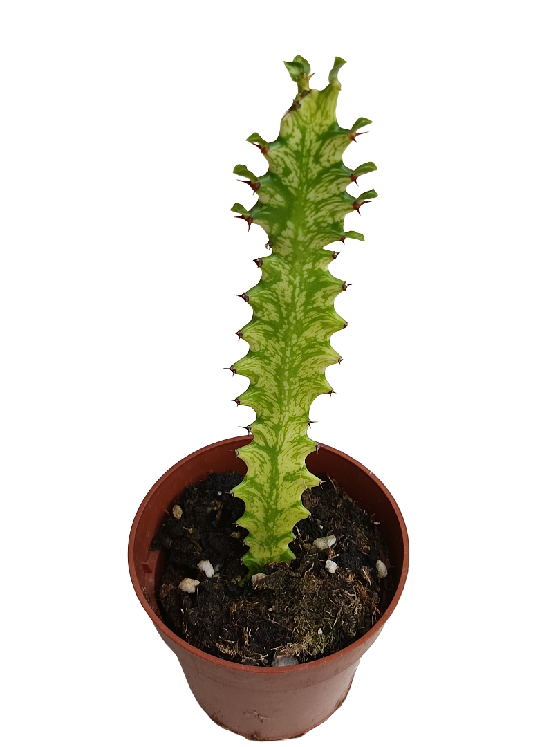 Euphorbia Mint Planta Suculenta Ø8