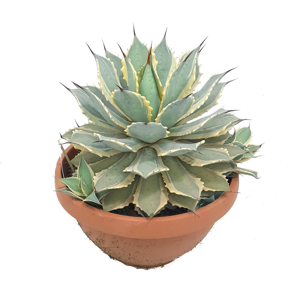 Agave Potatorum Ice Scream T30 50cm_1