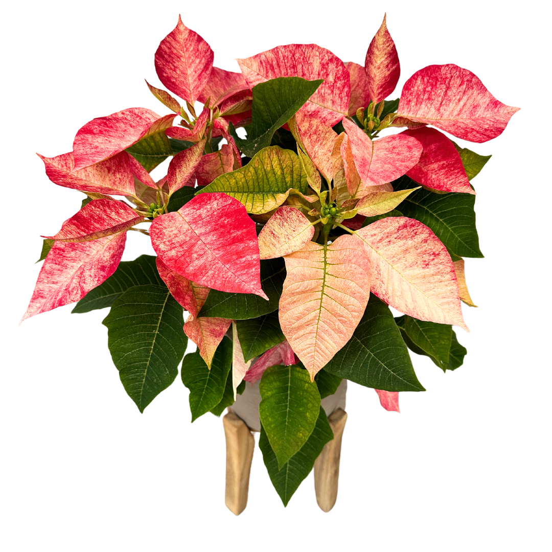 Poinsettia O Flor De Pascua Ice Crystal M14_0
