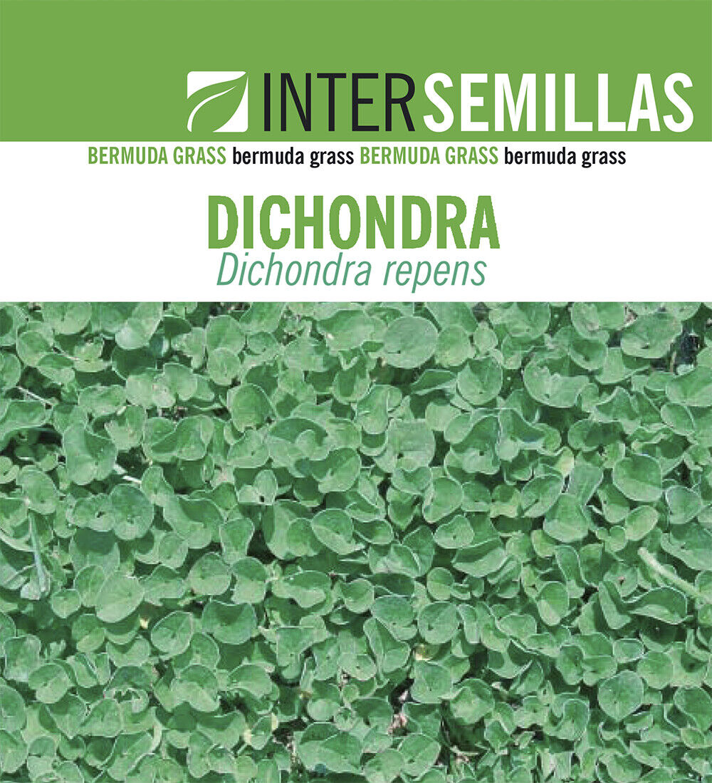 Semillas De Dichondra Repens Caja De  1kg.
