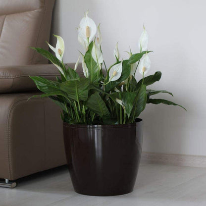 Macetero Magnolia 300 Marrón_1