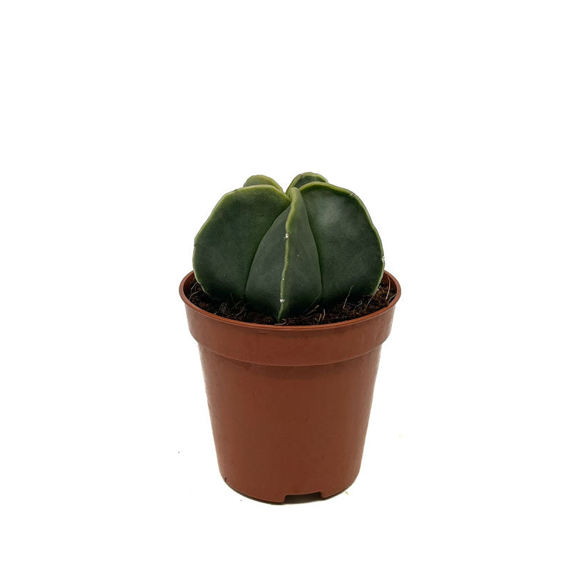 Astrophytum Myriostigma Nudum Cactus Y Suculentas