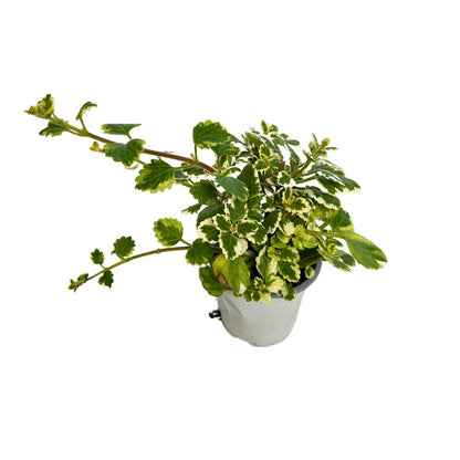 Planta De Incienso Planta Ornamental De Interior Y Exterior (plectranthus Coleoides) M15_0