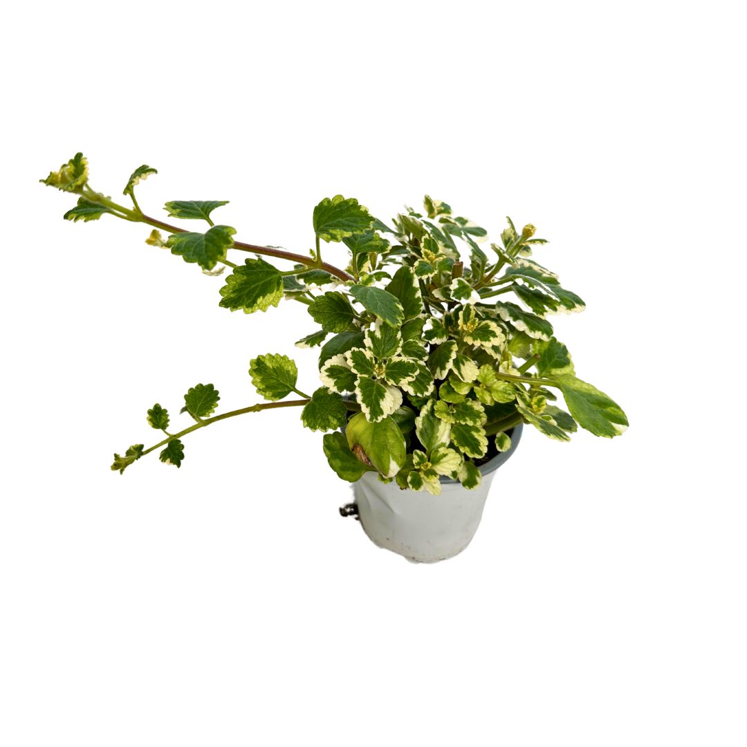 Planta De Incienso Planta Ornamental De Interior Y Exterior (plectranthus Coleoides) M15