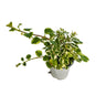 Planta De Incienso Planta Ornamental De Interior Y Exterior (plectranthus Coleoides) M15