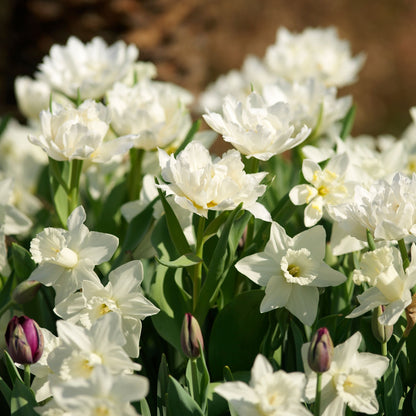 Bulbos De Narcisos - 15 Pzs - Narcissus 'mount Hood' - Bulbos De Flores
