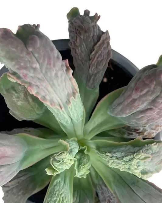 Echeveria 'Linguas'; suculenta monstruosa, verde-gris-rosa; Curiosarium; altura 10-12 cm, diámetro 18-20 cm_0
