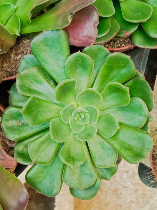 Suculentas Y Cactus Variedad #48 Planta Sin Id_0