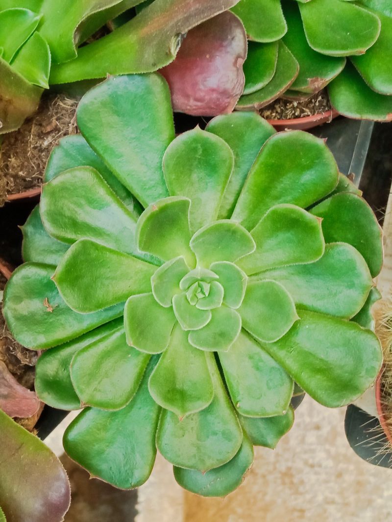 Suculentas Y Cactus Variedad #48 Planta Sin Id