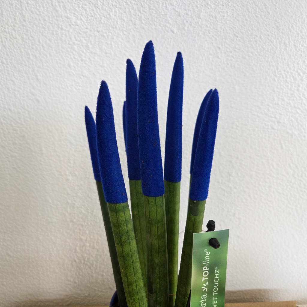 Lengua De Suegra Cilíndrica - Sansevieria Cylindrica - Altura 20-40cm - ⌀9cm