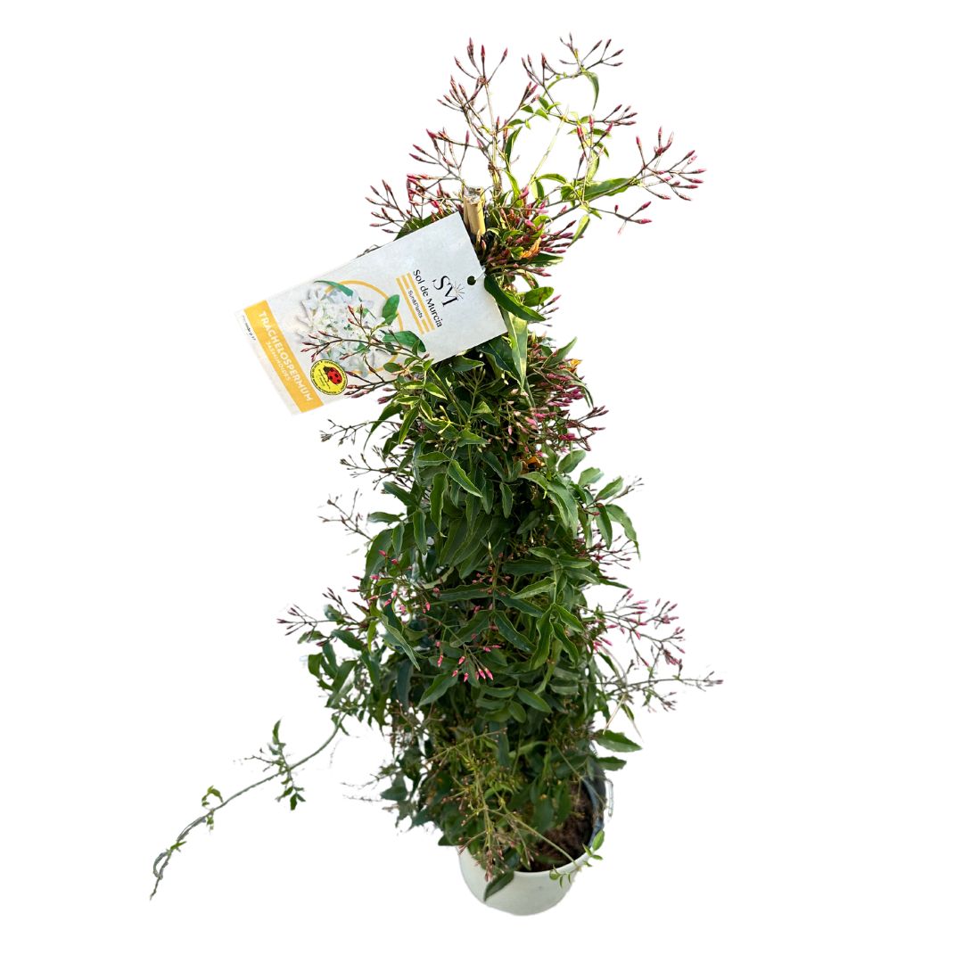 Jazmín Polyanthum Variedad De Jazmín Con Flores Abundantes_0