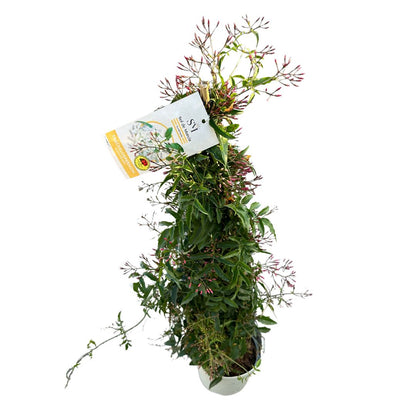 Jazmín Polyanthum Variedad De Jazmín Con Flores Abundantes_0